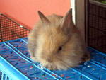 Teddy Bear Mix Rabbit - Lionhead + Dwarf Rabbit