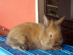 Teddy Bear Mix Rabbit - Lionhead + Dwarf Rabbit