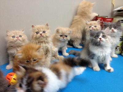 Malacca Persian Kittens 2 - Persian Cat