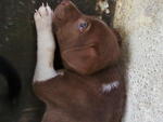 'panda' And Brothers - Mixed Breed Dog