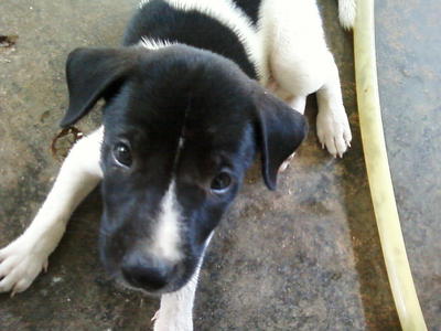 'panda' And Brothers - Mixed Breed Dog