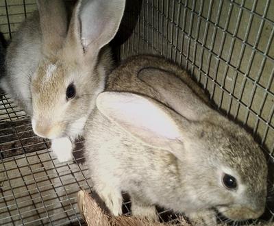 Mymy - Flemish Giant Rabbit