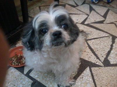 Gorden - Shih Tzu Dog