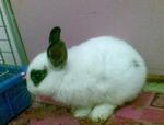 Broken Black Nd Rabbit - Netherland Dwarf Rabbit