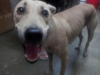 Spayed Female Dog For Adoption - Mixed Breed Dog