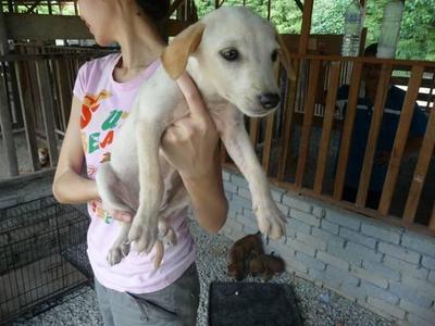 Snow - Mixed Breed Dog