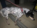 Pokka - Dalmatian Mix Dog