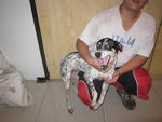 Pokka - Dalmatian Mix Dog