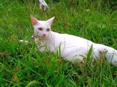 Kiki - Abyssinian Cat