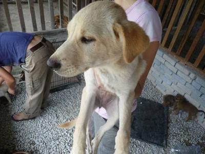 Rainy - Mixed Breed Dog