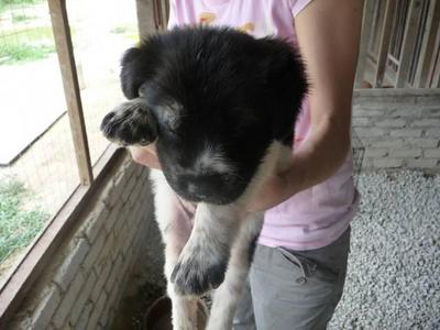 Furry - Mixed Breed Dog