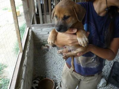 Lemon - Mixed Breed Dog