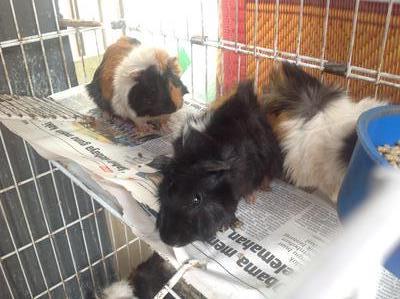 Guinea Pig (Abyssinian) - Guinea Pig Small & Furry