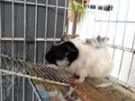 Guinea Pig (Abyssinian) - Guinea Pig Small & Furry