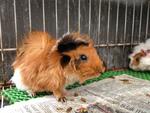 Guinea Pig (Abyssinian) - Guinea Pig Small & Furry