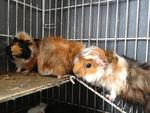 Guinea Pig (Abyssinian) - Guinea Pig Small & Furry