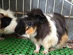 Guinea Pig (Abyssinian) - Guinea Pig Small & Furry