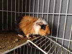 Guinea Pig (Abyssinian) - Guinea Pig Small & Furry