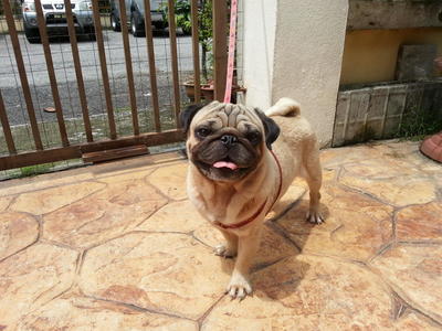 Doggie - Pug Dog