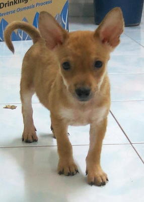 Lilo - Mixed Breed Dog