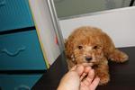 Red Tiny Toy Poodle Rm650 - Poodle Dog