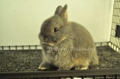 Netherland Dwarf - Blue Otter 14 - Netherland Dwarf Rabbit