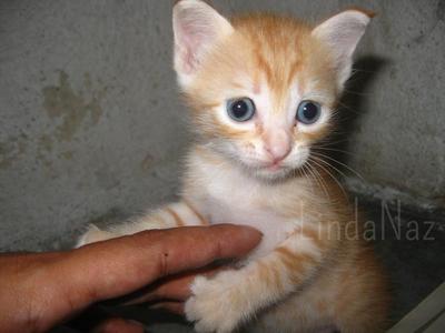 Baby - Domestic Short Hair Cat