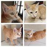 Latest photos of Baby. Telinga macam maine coon skit.