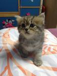 Kitten_1 (Sold) - Persian Cat