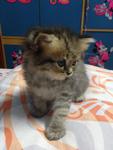 Kitten_1 (Sold) - Persian Cat