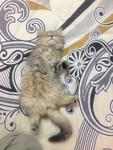 Kitten_1 (Sold) - Persian Cat