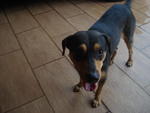 Toby - Rottweiler + Terrier Dog