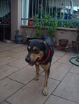 Toby - Rottweiler + Terrier Dog