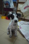 Polka Dots - Dalmatian Mix Dog