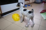 Polka Dots - Dalmatian Mix Dog