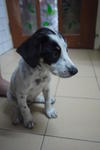 Polka Dots - Dalmatian Mix Dog