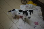 Polka Dots - Dalmatian Mix Dog
