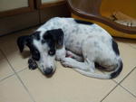 Polka Dots - Dalmatian Mix Dog