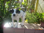 Polka Dots - Dalmatian Mix Dog