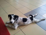 Polka Dots - Dalmatian Mix Dog