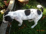 Polka Dots - Dalmatian Mix Dog