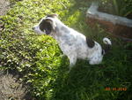 Polka Dots - Dalmatian Mix Dog