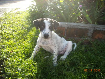 Polka Dots - Dalmatian Mix Dog