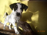 Polka Dots - Dalmatian Mix Dog