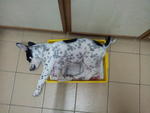 Polka Dots - Dalmatian Mix Dog