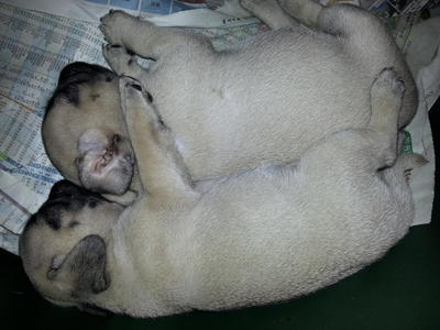 New Batch Pug Puppies - Pug Dog