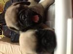 New Batch Pug Puppies - Pug Dog