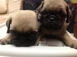 New Batch Pug Puppies - Pug Dog