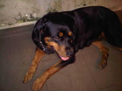 Angel  - Rottweiler Dog