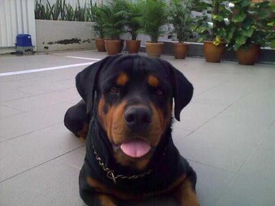 Martel - Rottweiler Dog